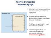Medžiagų pernaša per membraną 9 puslapis