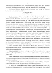 Bičių populiacija 4 puslapis