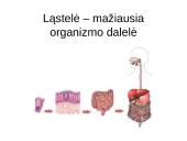 Ląstelė – mažiausia organizmo dalelė (skaidrės)