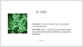 E. Coli infekcija arba ešerichiozė 2 puslapis