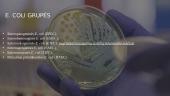 E. Coli infekcija arba ešerichiozė 3 puslapis