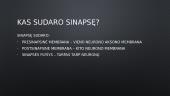 Signalo perdavimas paprasčiausioje sinapsėje – iš nervo į raumenį 3 puslapis