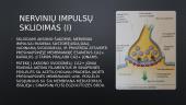 Signalo perdavimas paprasčiausioje sinapsėje – iš nervo į raumenį 7 puslapis