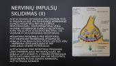 Signalo perdavimas paprasčiausioje sinapsėje – iš nervo į raumenį 8 puslapis