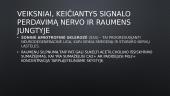 Signalo perdavimas paprasčiausioje sinapsėje – iš nervo į raumenį 9 puslapis