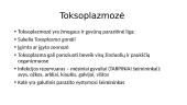 Toksoplazmozė  2 puslapis