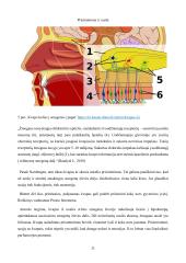 Namų darbas. Atmintis. Neuromokslai 10 puslapis
