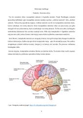 Namų darbas. Atmintis. Neuromokslai 3 puslapis