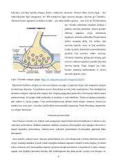 Namų darbas. Atmintis. Neuromokslai 7 puslapis