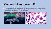 Kas yra toksoplazmozė?