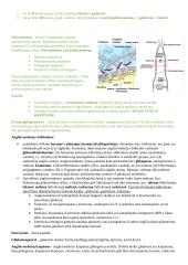Angliavandenių konspektai 8 puslapis