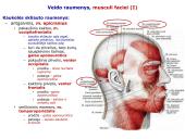 Galvos raumenys 2 puslapis