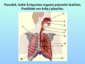 Kvėpavimo sistemos organai 11 puslapis