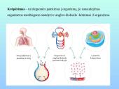 Kvėpavimo sistemos organai 3 puslapis