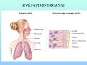 Kvėpavimo sistemos organai 5 puslapis