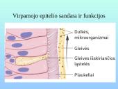 Kvėpavimo sistemos organai 6 puslapis