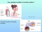 Kvėpavimo sistemos organai 10 puslapis