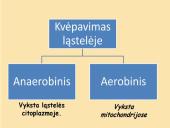 Aerobinis ir anaerobinis kvėpavimas (skaidrės) 2 puslapis