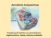 Aerobinis ir anaerobinis kvėpavimas (skaidrės) 3 puslapis