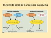 Aerobinis ir anaerobinis kvėpavimas (skaidrės) 8 puslapis