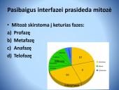 Ląstelės ciklo etapai. Mitozė 11 puslapis