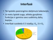 Ląstelės ciklo etapai. Mitozė 10 puslapis