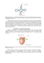 Baltymo biosintezė ir nukleorūgščių reikšmė šiam procesui  3 puslapis