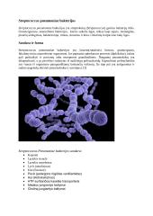 Streptococcus pneumoniae bakterijos ir jų sukeliamos infekcijos 3 puslapis