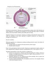 Streptococcus pneumoniae bakterijos ir jų sukeliamos infekcijos 4 puslapis