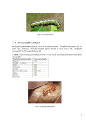 Vabzdžių baltymai 5 puslapis