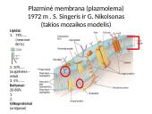 Plazminė membrana (plazmolema) 