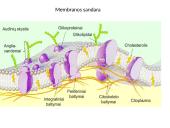 Plazminė membrana (plazmolema)  2 puslapis
