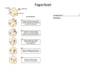 Plazminė membrana (plazmolema)  11 puslapis