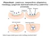 Plazminė membrana (plazmolema)  12 puslapis