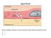 Plazminė membrana (plazmolema)  13 puslapis