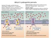 Plazminė membrana (plazmolema)  14 puslapis