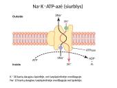 Plazminė membrana (plazmolema)  15 puslapis