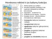 Plazminė membrana (plazmolema)  3 puslapis