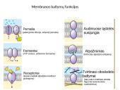 Plazminė membrana (plazmolema)  4 puslapis