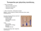 Plazminė membrana (plazmolema)  5 puslapis