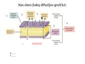 Plazminė membrana (plazmolema)  6 puslapis