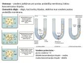 Plazminė membrana (plazmolema)  7 puslapis