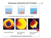 Plazminė membrana (plazmolema)  8 puslapis
