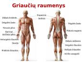 Raumenys ir jų darbas 2 puslapis