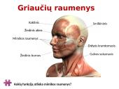 Raumenys ir jų darbas 3 puslapis