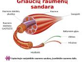 Raumenys ir jų darbas 6 puslapis