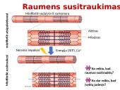 Raumenys ir jų darbas 7 puslapis