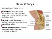 Sąnariai 5 puslapis