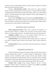 Draudimo įmonės 8 puslapis