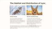 Lynx presentation 2 puslapis